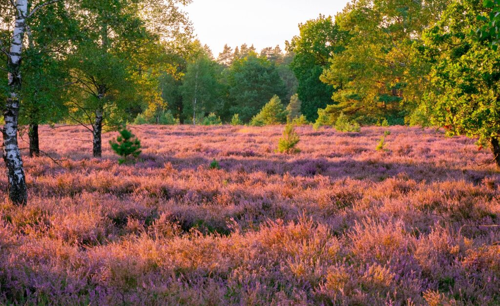Vibrant purple heather field at sunset
