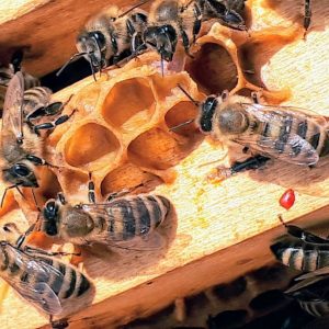propolis